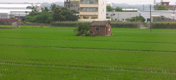 Green rice field of Taiwan